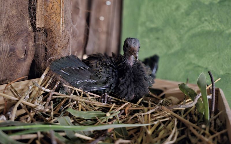 Mladič nikobarskega goloba (7).jpg