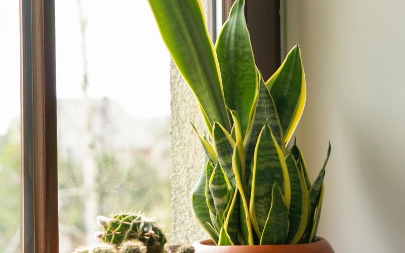 sansiveria zimska nega 2