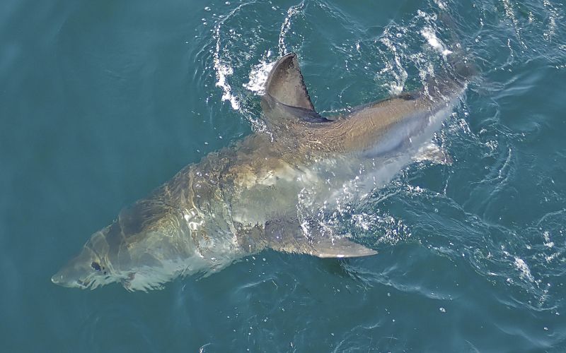 veliki beli morski pes