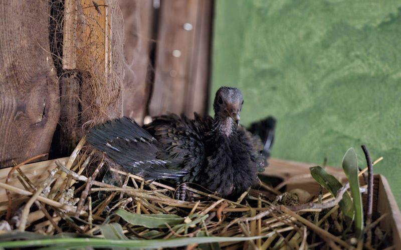 Mladič nikobarskega goloba 2.jpg