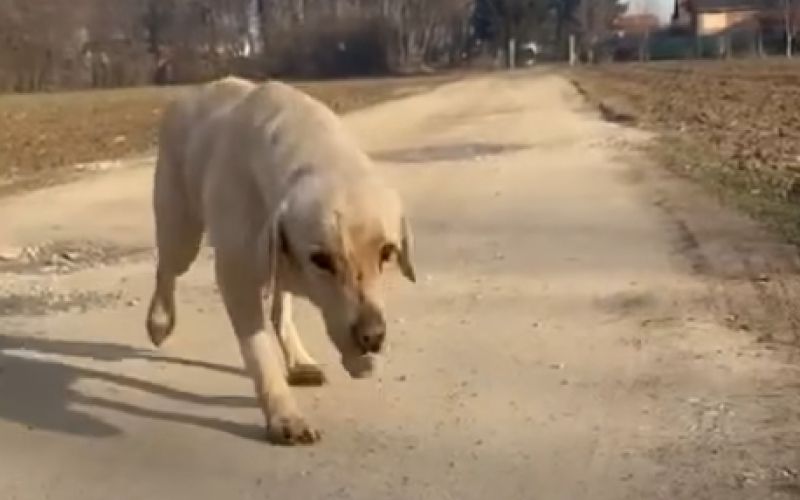 enzo, pes, iskanje pogrešanih živali, k9