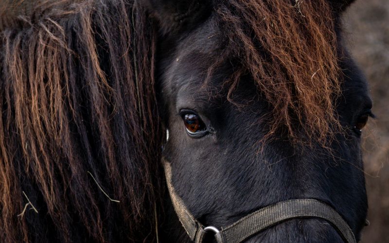simbolična, konj, konji, poni, živali