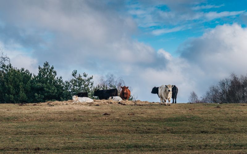 simbolična, krave, krava, goveda, govedo, pašnik, reja-krav, živali