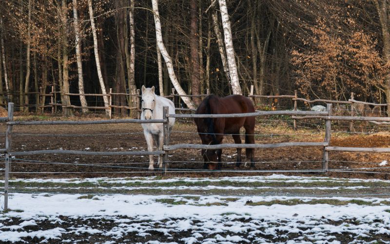 simbolična, konj, konji, poni, živali