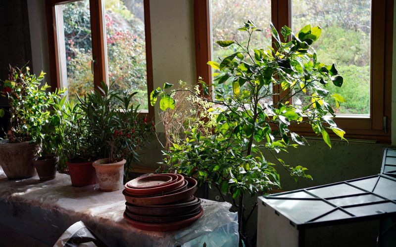 prezimovanje rastlin