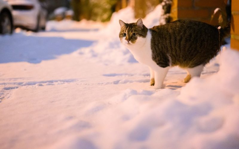 mraz mačka sneg