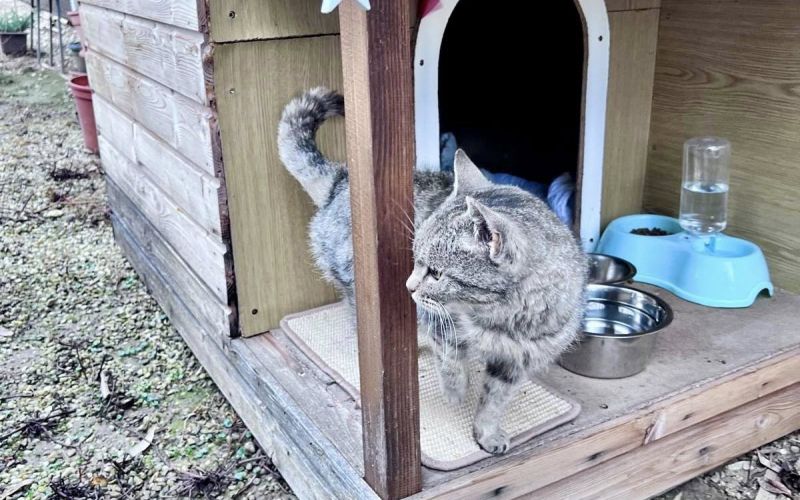 macka, veterinaria, veterinaria-murska-sobota