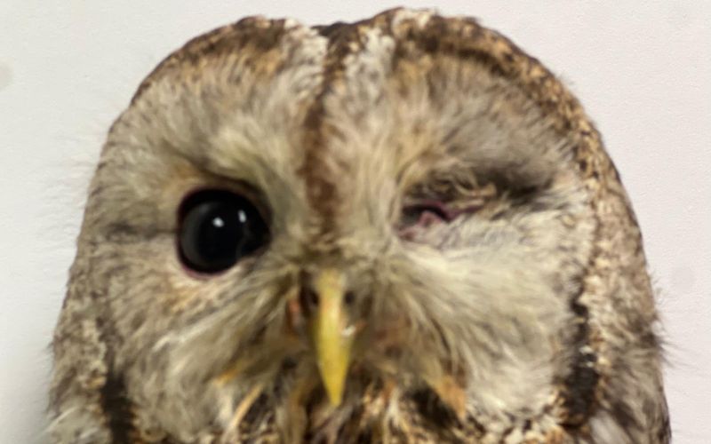 poskodovana-sova, veterina-golob