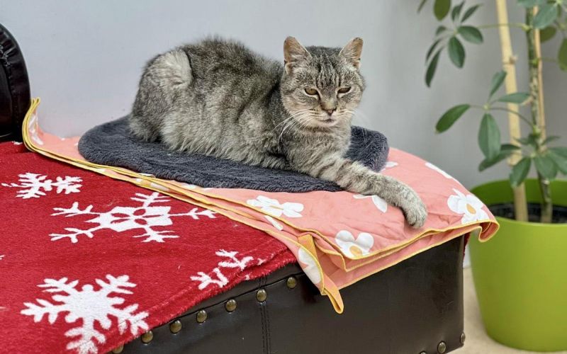 veterinaria, murska-sobota, macka