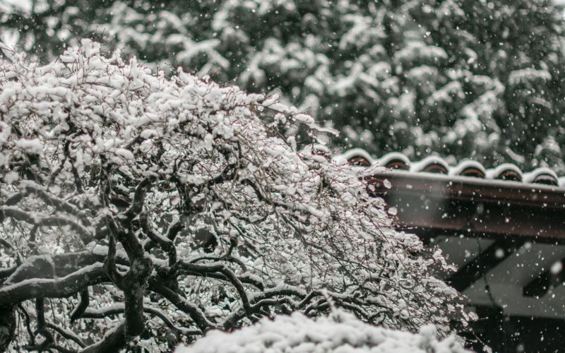 sneg na okrasnem vrtu