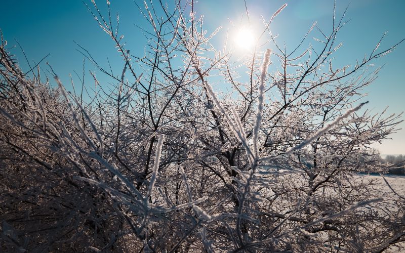 simbolična, zima, sneg, dron, gozd, narava, drevesa, zmrzal, sren