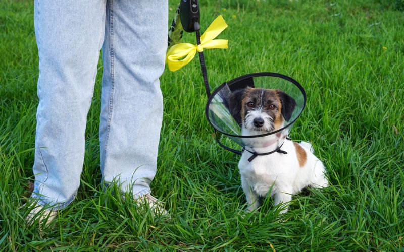 zivali pri veterinarju.jpg