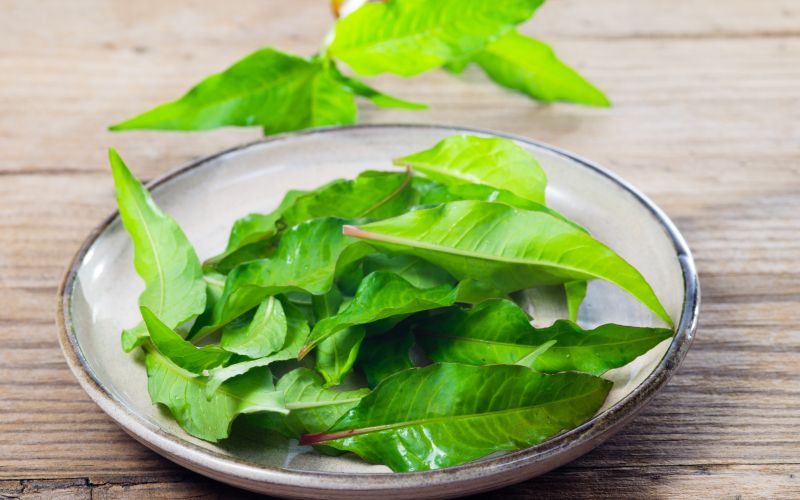 japonski vodni poper