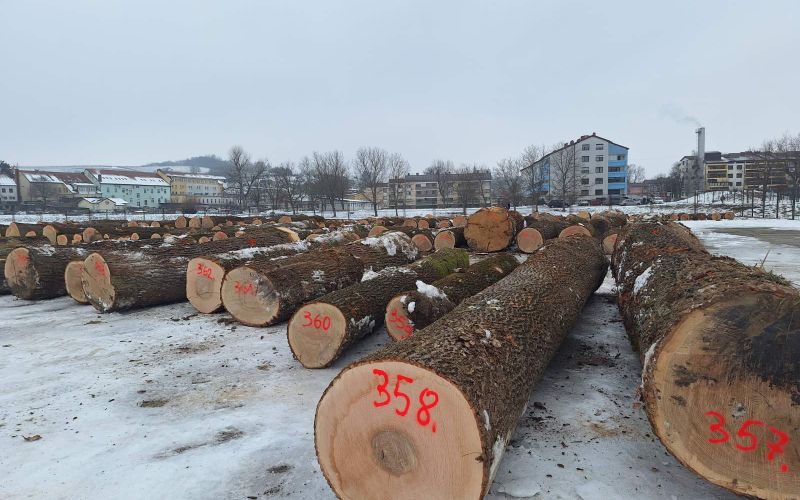 les, hlodovina, drazba-lesa-gornja-radgona, drazba-lesa, gozdarstvo-gornja-radgona
