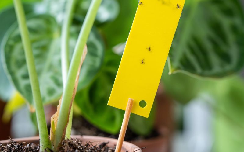 sobne-rastline, mrtvaske-musice