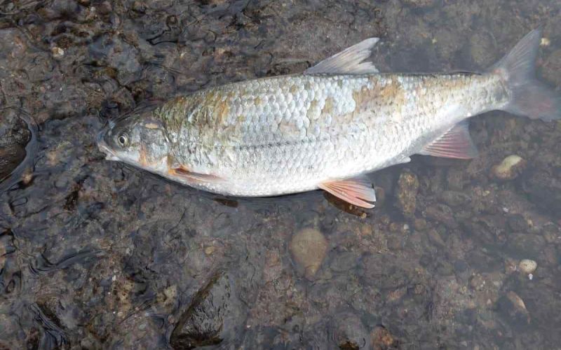 kormoran, ribiska-druzina-gornja-radgona