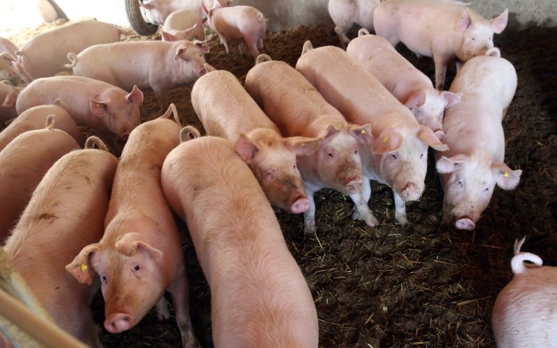 Kmetija Grobelnik 075.JPG