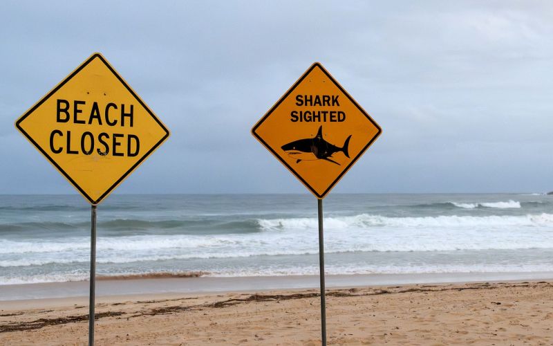 plaza morski pes.jpg