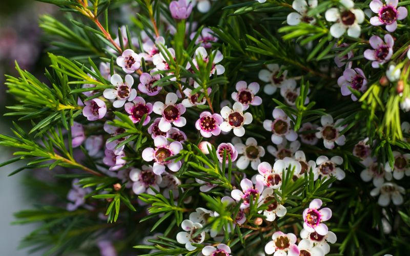 Chamelaucium uncinatum