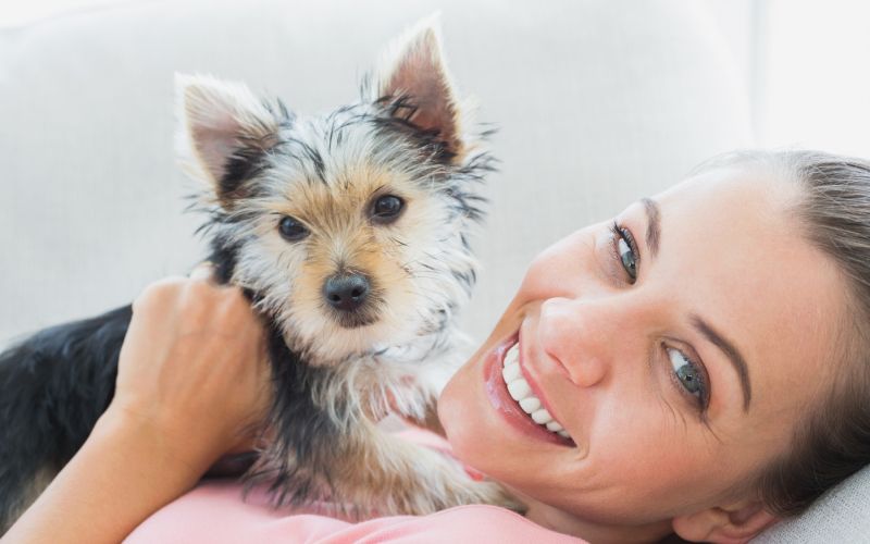 Yorkshirski terier, pes