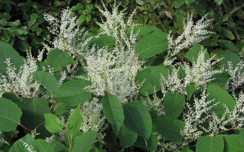 invazivne japonski dresnik