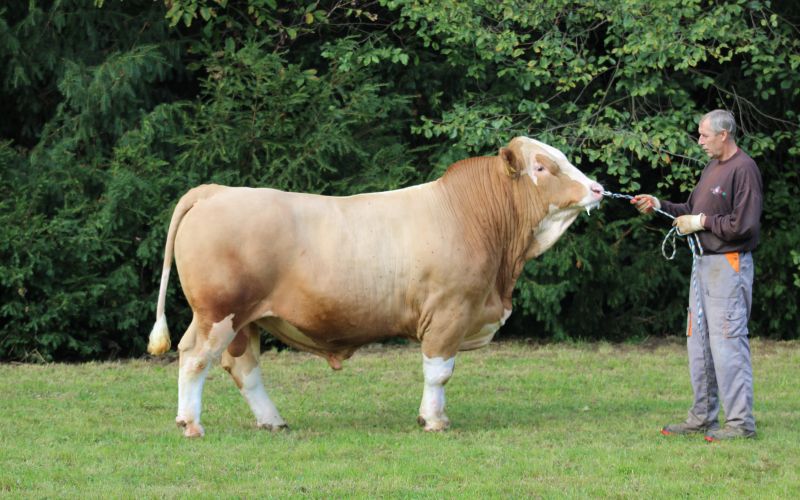 bik, biki, plemenski-biki, osemenjevalni-center-murska-sobota, govedo