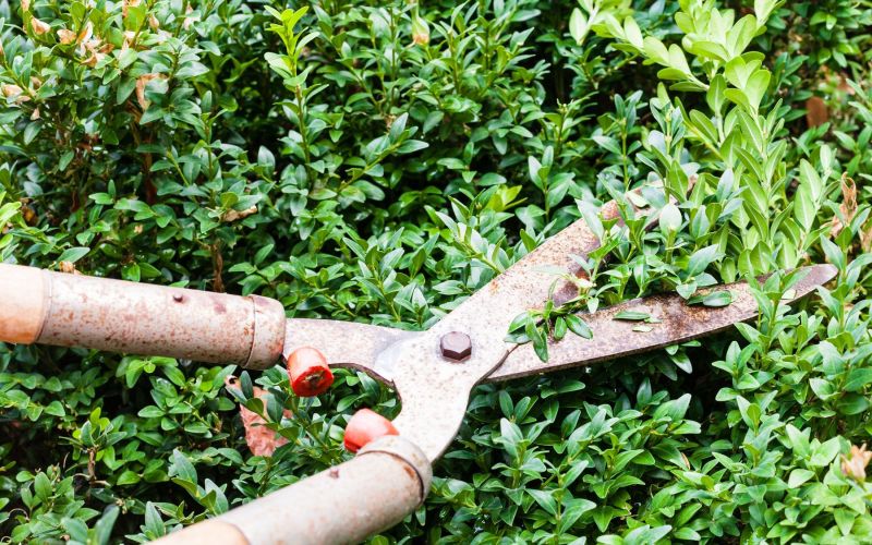 škarje obrezovanje.jpg