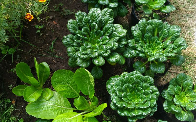 Tatsoi