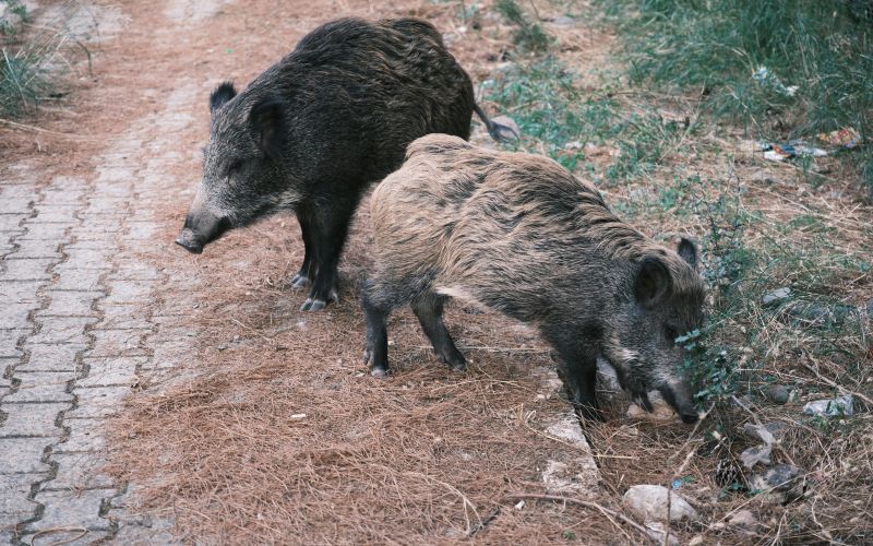 mv-divji prašiči.jpg