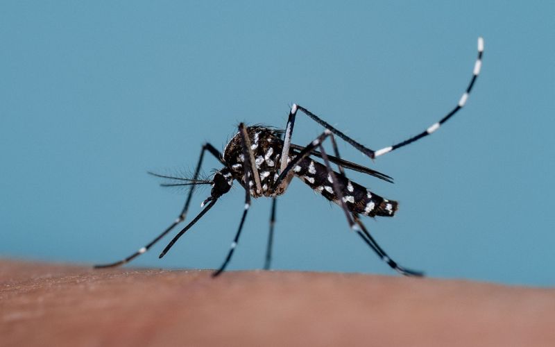 podstavek, voda, tigrasti-komarji