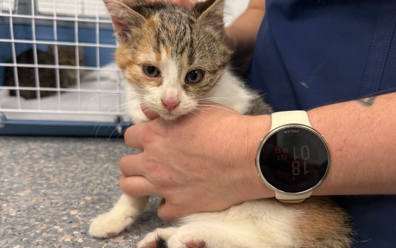 varne šapice 2.jpeg