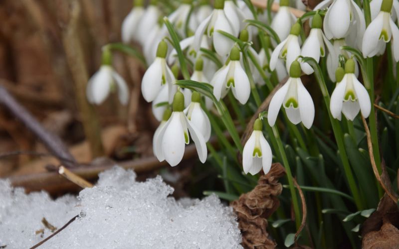 februar-snowdrop-2136964.jpg