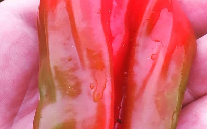 paprika 'Criolla de Cocina'