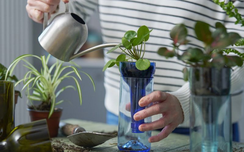 zalivanje-balkonskih-roz