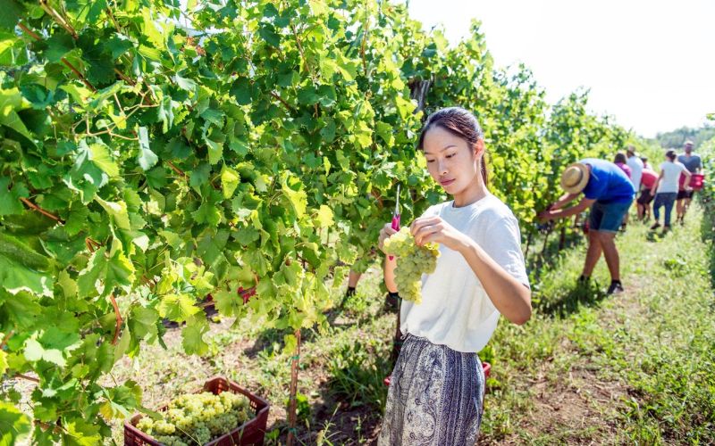 fakultete-za-vinogradnistvo-in-vinarstvo