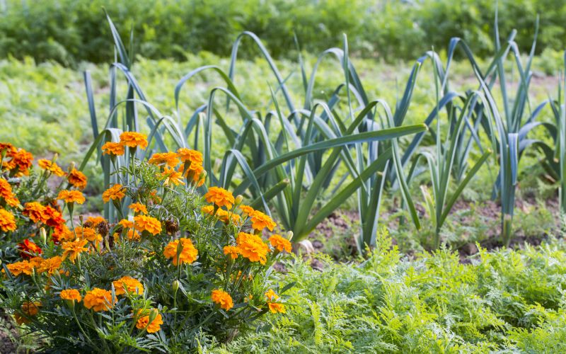 tagetes v zelenjavnem vrtu