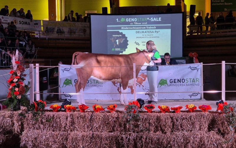 telica, delikatesa, branko-stuhec