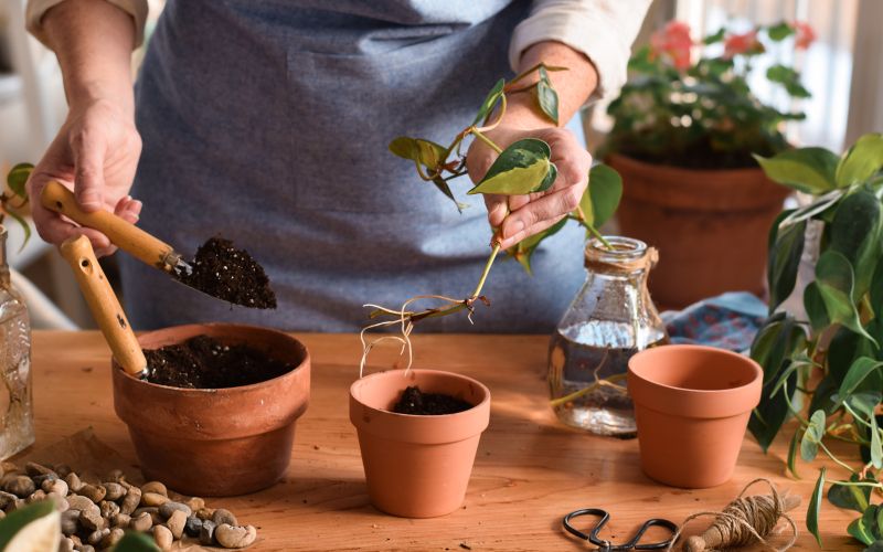 razmnoževanje sobnih rastlin