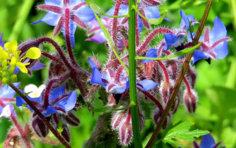boraga, zvezdasti-cvet, boreč