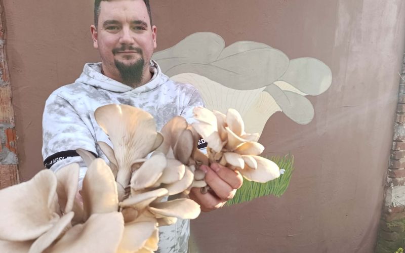 vgrow-mushroom, bukov-ostrigar, ratko-mirković