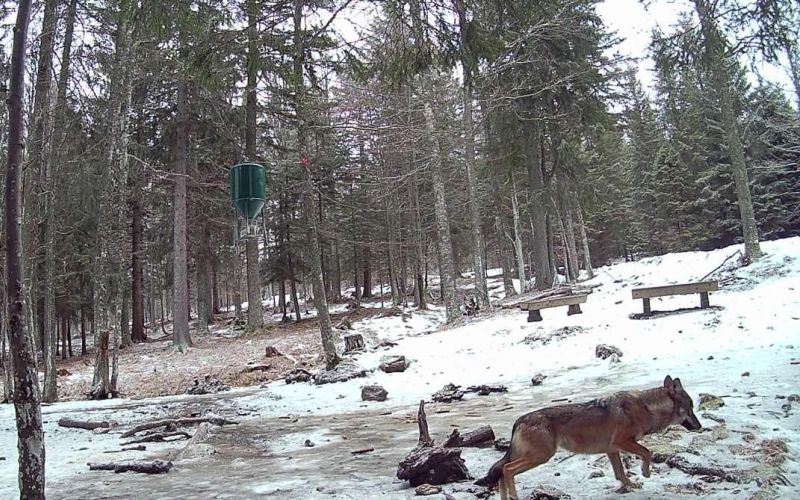 volk-na-pohorju-5jpg