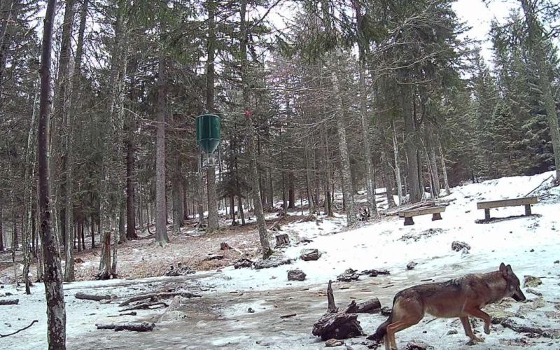 volkovi, volk, pohorje