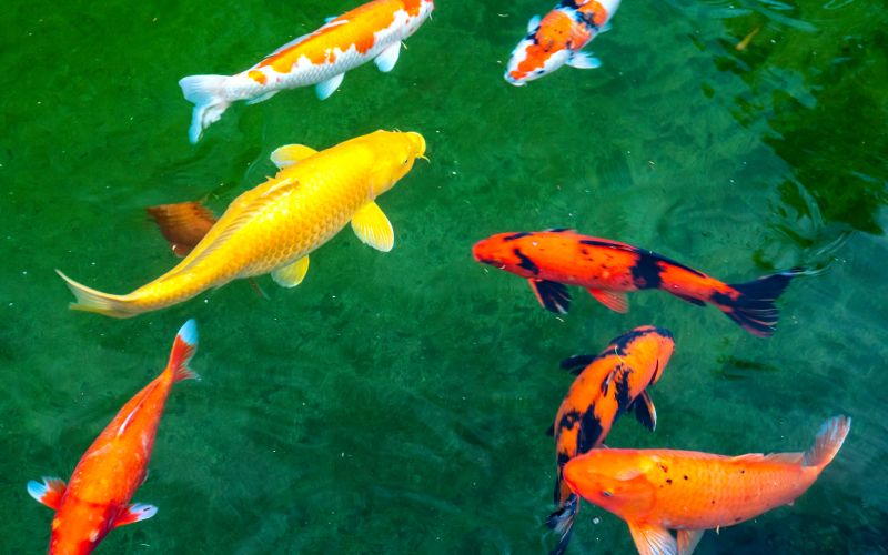 ribnik s koi krapi 2