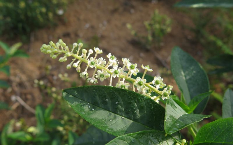 Socvetje navadne barvilnice