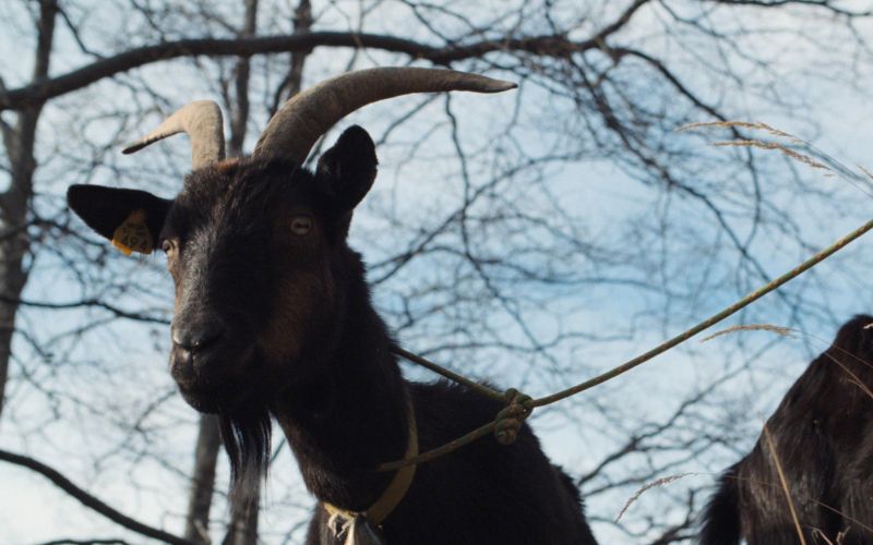 drezniska-koza-in-njeni-ljudje