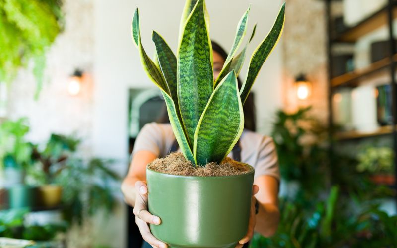 sanseverija, tascin-jezik