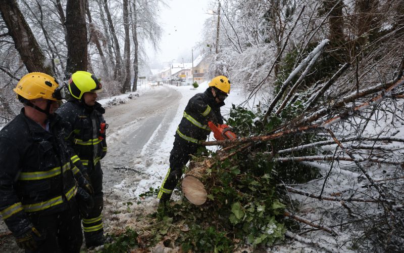 podrto drevje, malečnik.jpg
