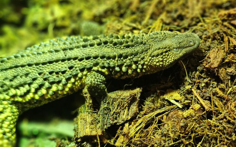 Brezuhi vodni varan-Tropska hiša (5) - k.jpg