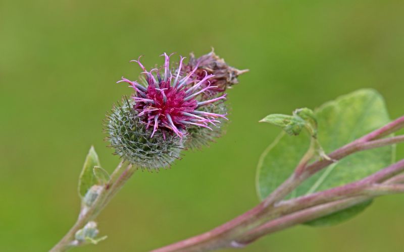 Navadni repinec, Arctium lappa