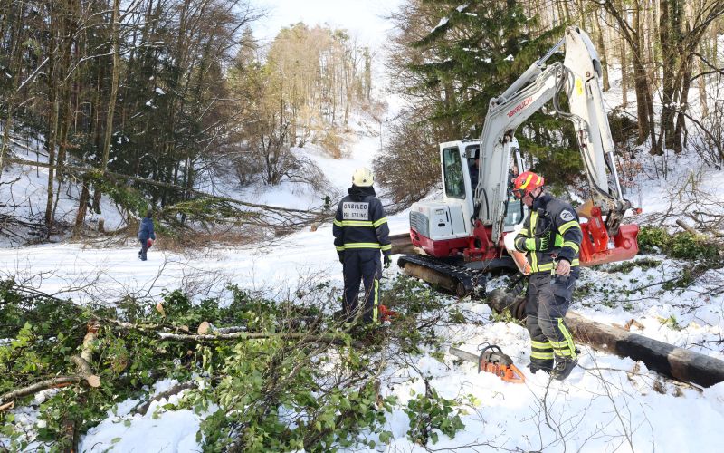 cirkulane, rezanje dreves.jpg